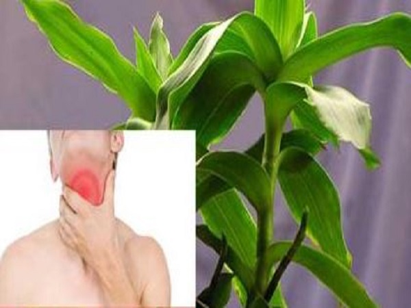 Chữa bệnh viêm họng với cây lược vàng