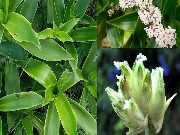 Giới thiệu về cây lược vàng