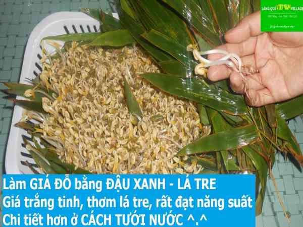 Cách làm giá đỗ bằng lá tre