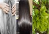 Cách chữa tóc bạc sớm hiệu quả tại nhà