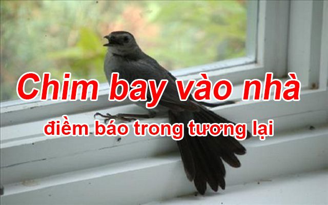 Chim bay vào nhà điềm báo gì đánh con gì