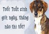 Tuổi Tuất sinh giờ nào tốt? sinh ngày, tháng nào may mắn?
