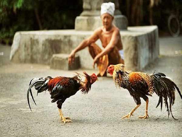 Chọn giống gà Mỹ vốn được ưa chuộng trong các cuộc đấu gà.