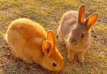 Con thỏ số mấy? Giải mã giấc mơ thấy con thỏ có ý nghĩa gì?