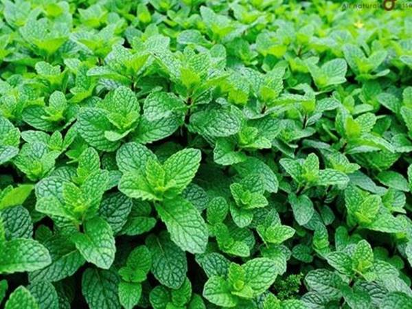 Tác dụng của bạc hà là gì? Những lợi ích bạn nên biết!