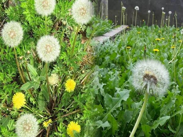 Tác dụng của bồ công anh - Những công dụng đáng kinh ngạc