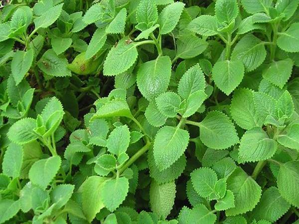 Tác dụng của lá húng chanh, cách dùng và những lưu ý cần biết
