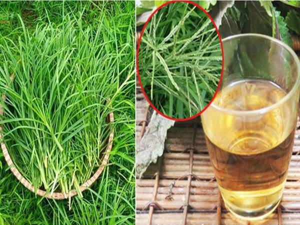 Tác dụng của cỏ mần trầu là gì? Cách dùng và bài thuốc từ cỏ mần trầu