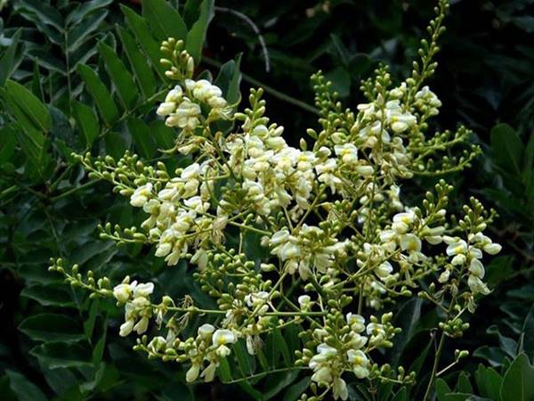Tác dụng của hoa hòe là gì? cách sử dụng hoa hòe ra sao?