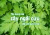 Tác dụng của ngải cứu đối với sức khỏe mà bạn cần biết