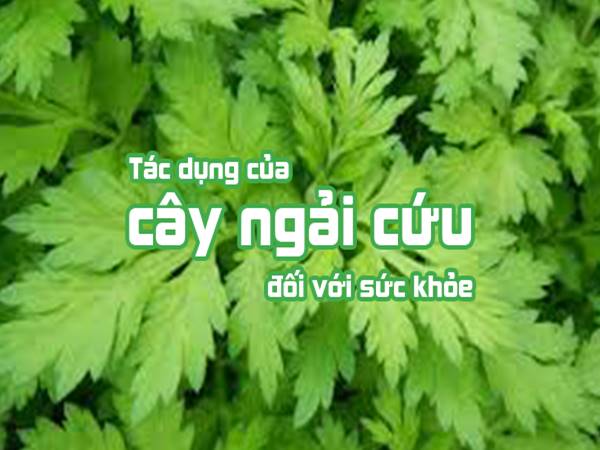 Tác dụng của ngải cứu đối với sức khỏe mà bạn cần biết