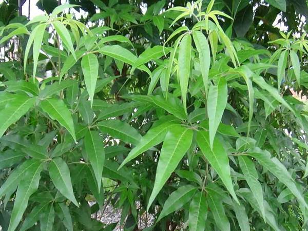 Cây ngũ trảo: Công dụng, bài thuốc trị bệnh và những lưu ý khi sử dụng