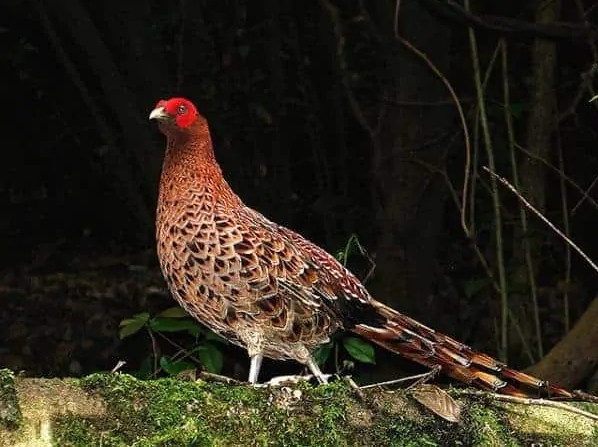 Bắt gặp thấy con chim trĩ