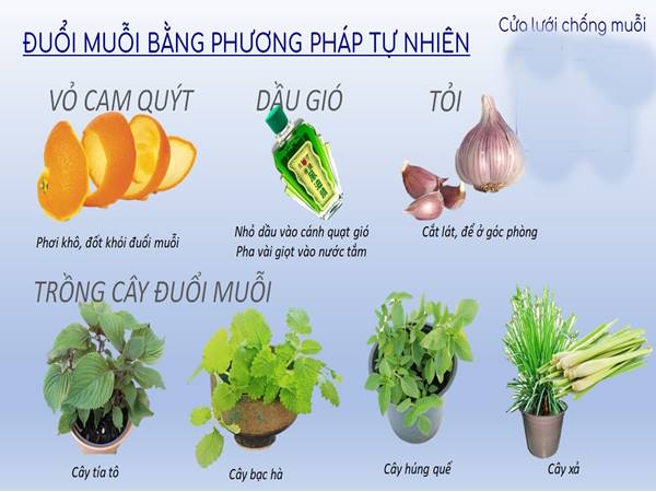 Mẹo đuổi muỗi trong phòng