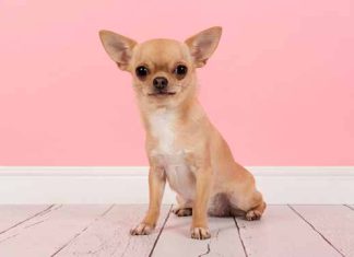 Luận giải số may mắn cho tuổi Tuất hôm nay 30/5/2025