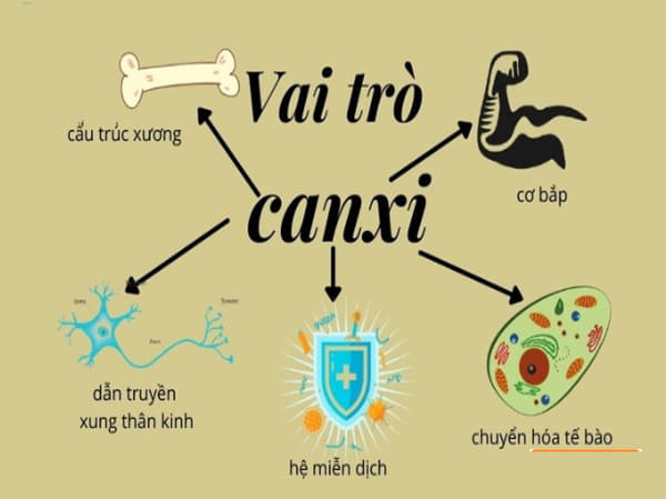 Vai trò quan trọng của canxi đối với cơ thể