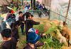 Khám phá tour trải nghiệm nông trại cho mẹ và bé