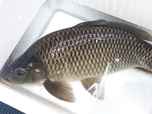 Giải mã giấc mơ thấy cá chép có điềm gì?