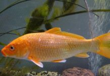 Luận giải chiêm bao thấy cá chép theo phong thủy