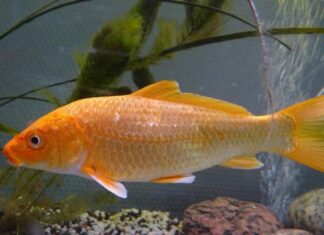 Luận giải chiêm bao thấy cá chép theo phong thủy