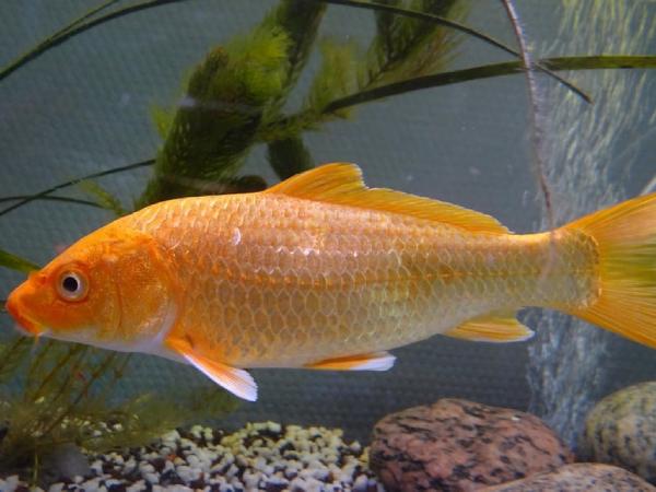 Luận giải chiêm bao thấy cá chép theo phong thủy