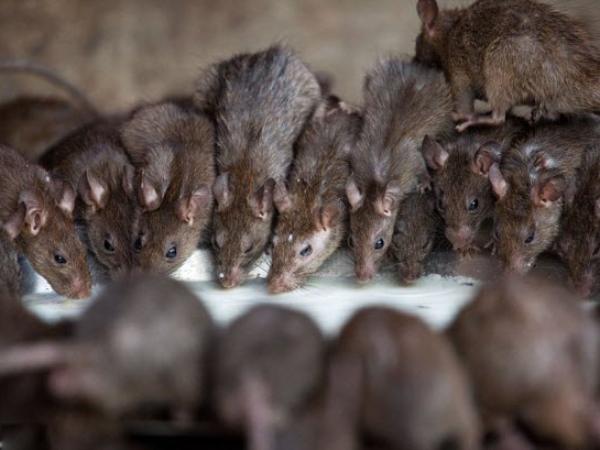 Chiêm bao thấy bắt được chuột con