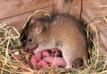 Giải mã giấc mộng thấy chuột con chung chung