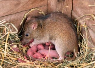 Giải mã giấc mộng thấy chuột con chung chung