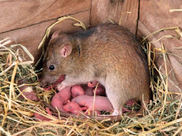 Giải mã giấc mộng thấy chuột con chung chung