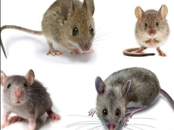 Giải mã chi tiết các giấc mơ thấy nhiều chuột