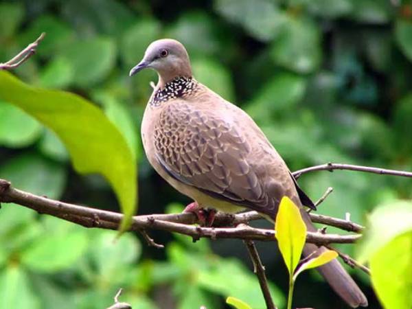 Chim cu số mấy? Luận con số theo dân gian và giấc mơ