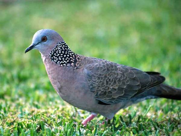 Chim cu bay vào nhà có điềm gì? Ý nghĩa và điềm báo theo dân gian