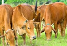 Giải thích con bò số mấy dựa trên ý nghĩa truyền thống?