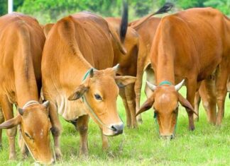 Giải thích con bò số mấy dựa trên ý nghĩa truyền thống?