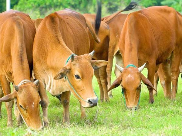 Giải thích con bò số mấy dựa trên ý nghĩa truyền thống?