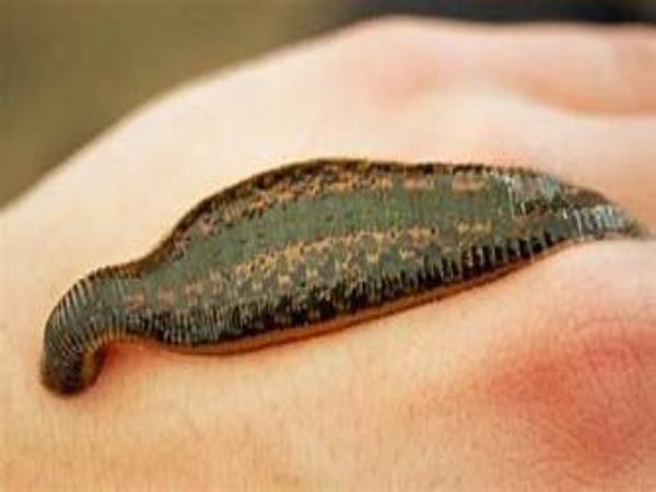 Ý nghĩa biểu trưng của con đỉa trong đời sống dân gian