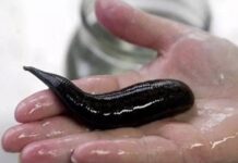 con đỉa số mấy