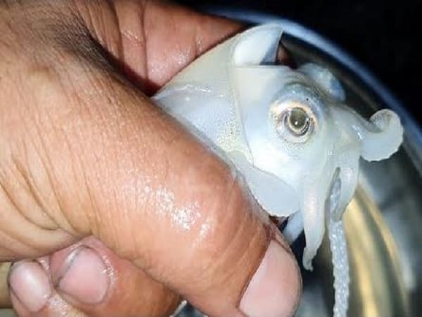 Nằm mơ thấy bắt mực là hên hay xui?