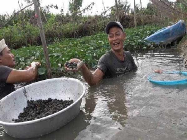 Mơ thấy bắt ốc chết