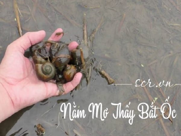 Giải mã chi tiết các giấc mơ thấy bắt ốc là điềm gì?