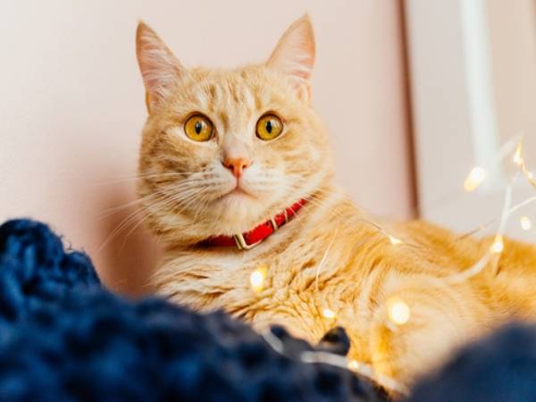 Ý nghĩa chung khi mơ thấy mèo vàng