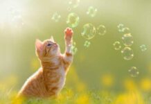 Nằm mơ thấy mèo vàng là điềm gì và chọn số lộc phát nào? mơ thấy mèo vàng