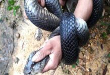 Giải mã mơ thấy bắt rắn là điềm gì và chọn số may mắn nào?