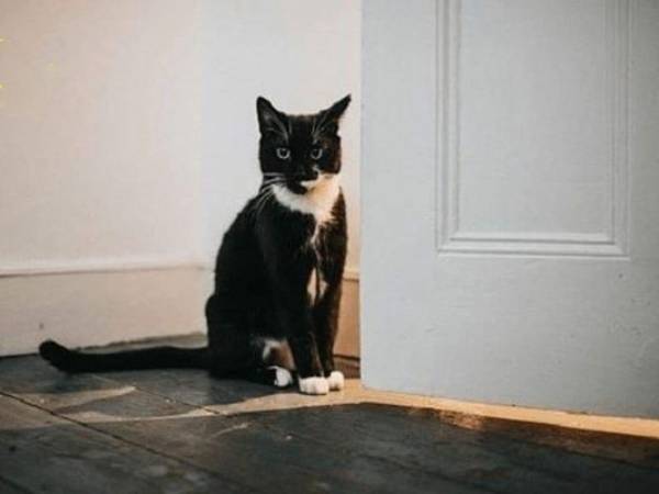 Ý nghĩa giấc mơ thấy mèo đen là gì