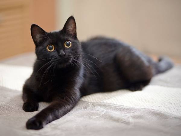 Hiều giấc mộng thấy mèo đen theo cách tích cực