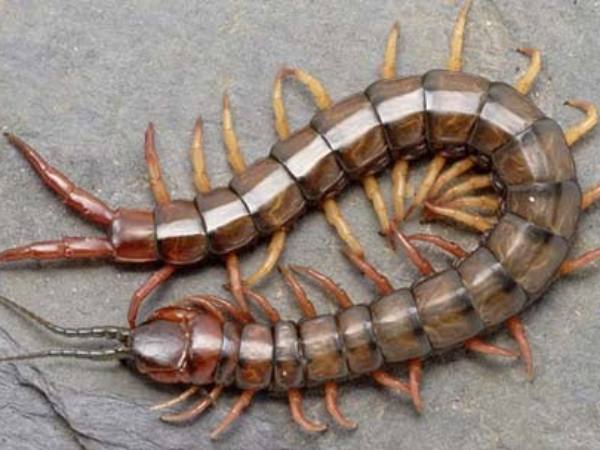 Chiêm bao thấy con rết chết